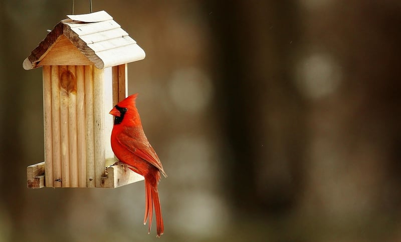 DIY birdhouse in a garden